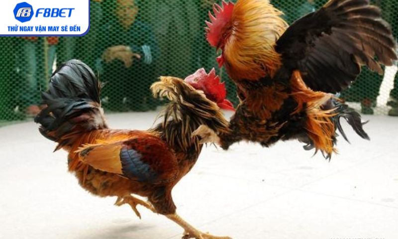 Đá gà trực tiếp – Hướng dẫn chơi hay và cược thắng lớn