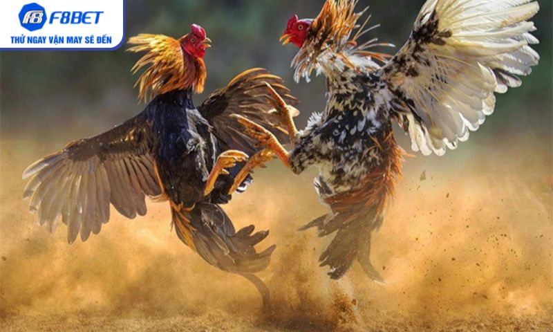 Đá gà cựa dao – Mãn nhãn từng pha đối kháng trên F8BET