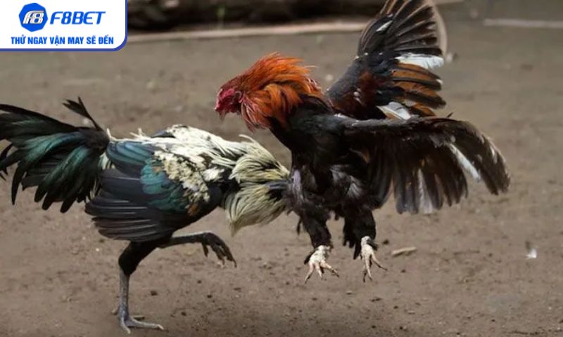 Đá gà cựa dao – Mãn nhãn từng pha đối kháng trên F8BET