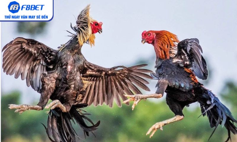 Đá gà cựa sắt – Trận đấu kịch tính bùng nổ tại F8BET