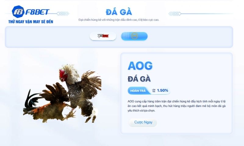 Đá gà F8BET: Sôi động từng trận, hấp dẫn từng ván cược